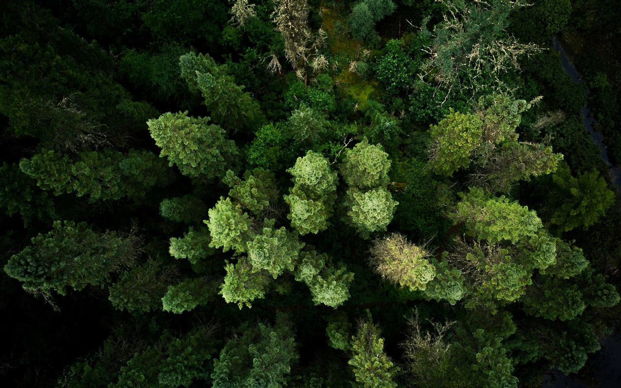 Arya élagage paysage Montélier